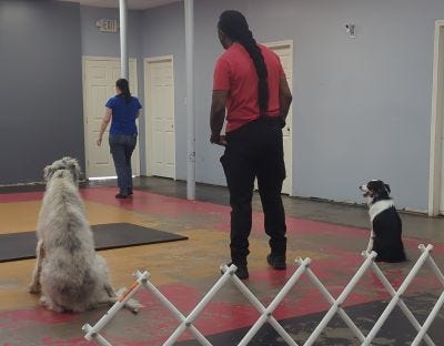Dogs at obedience class.