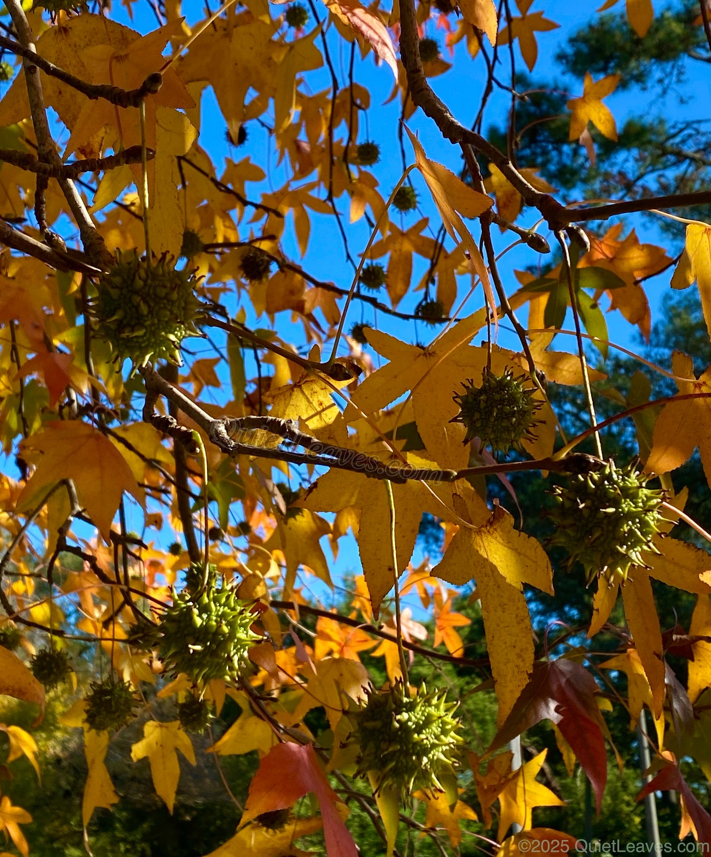 Осенняя листва ликвидамбара ярко-жёлтая с примесью оранжевого и красного, среди листвы висят созревающие плоды 