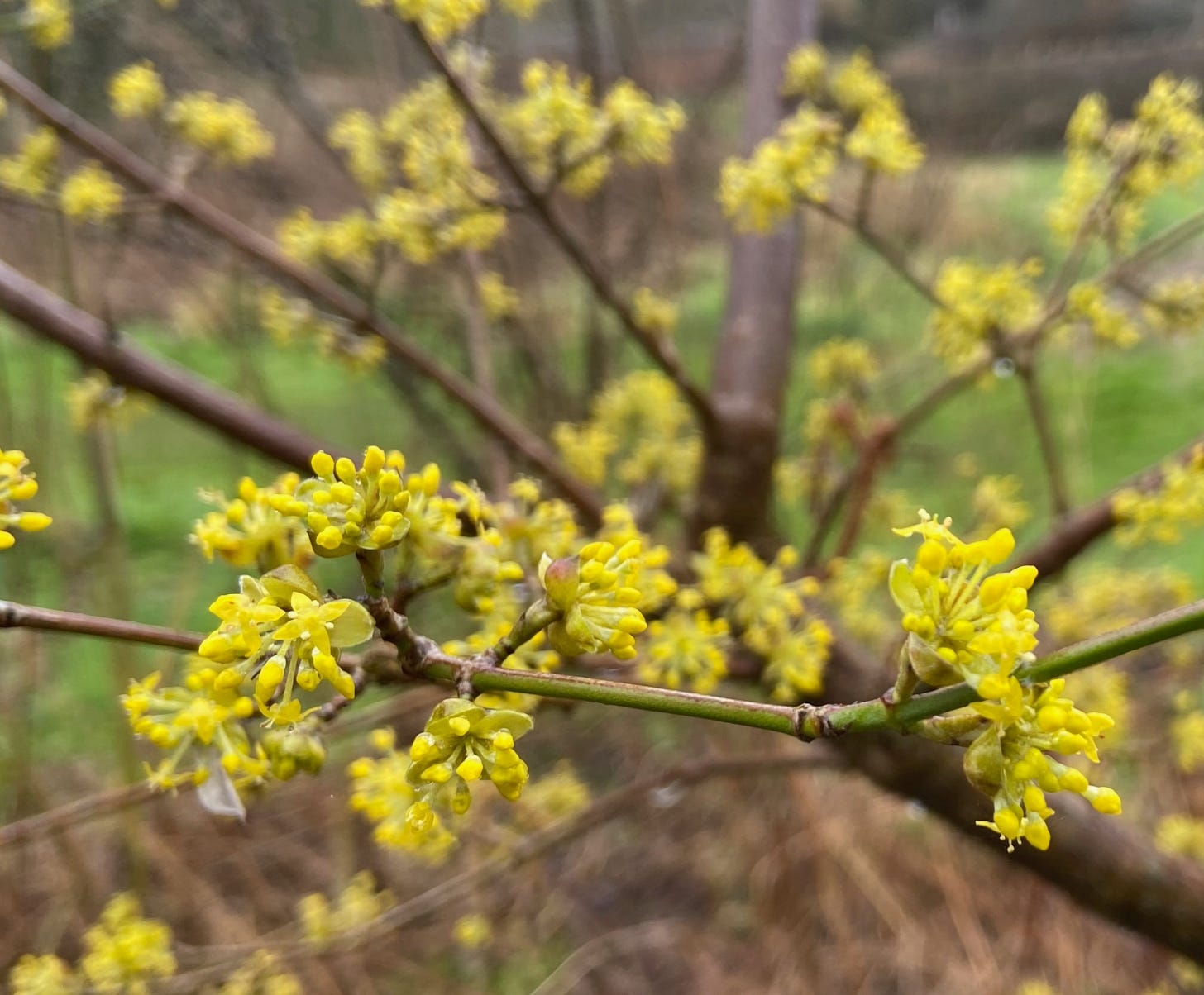 Early yellow flowers dotted on branches