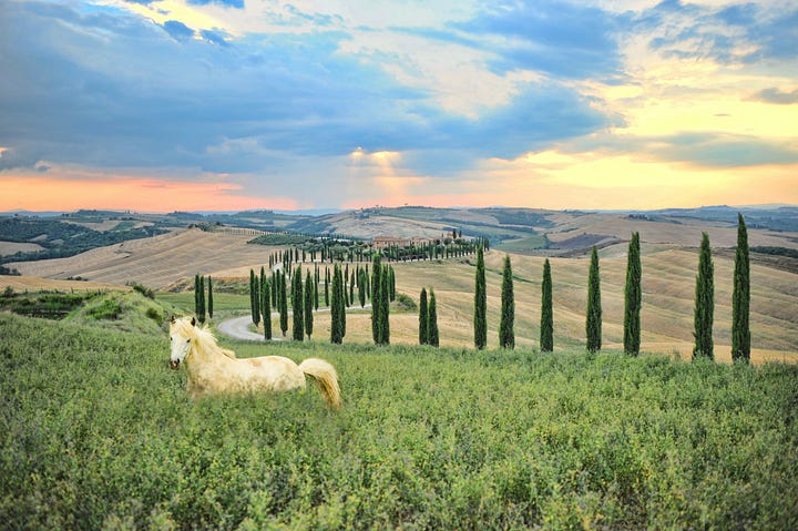 White Horse in a field near a cypress-lined road in tuscany. Apartment window. Photos by Richard Hatleskog and Amith Nair via Unsplash.