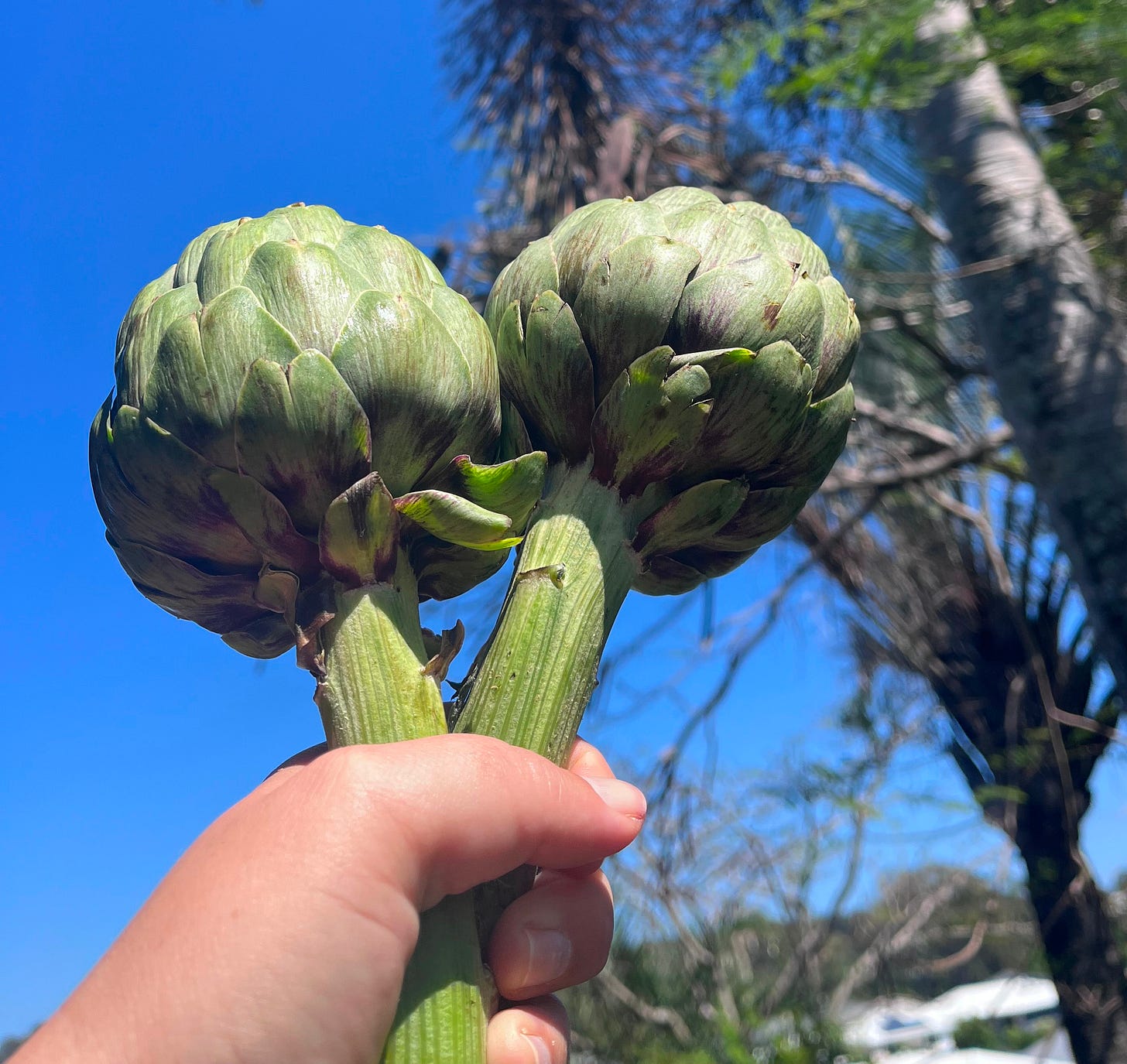 Hand holding two big artichokes against a blue sky background.