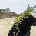 Moss Landing Prayer