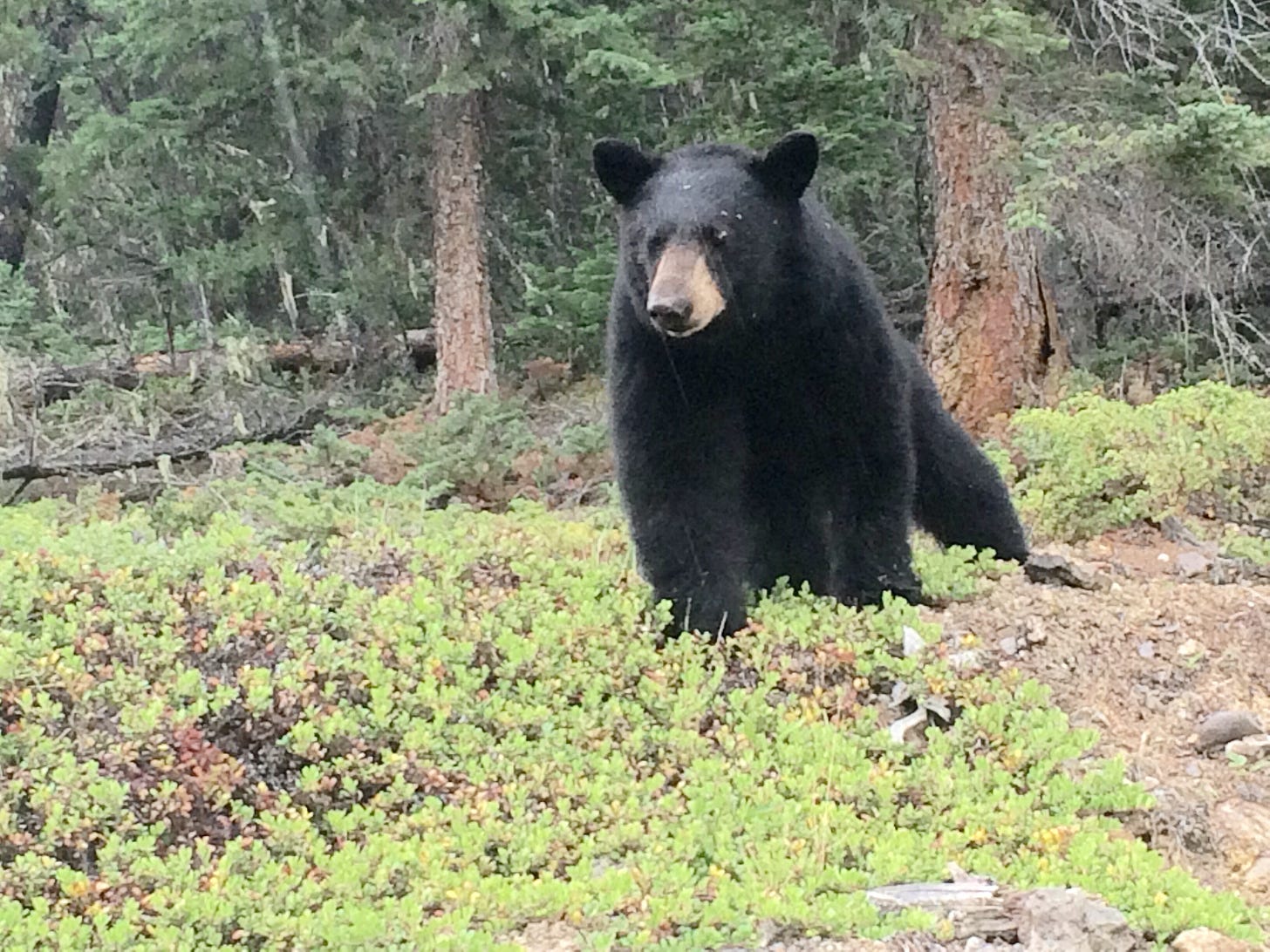 Bear near Banff townsite with mountain backdrop, common wildlife viewing opportunity for multi-generational visitors"