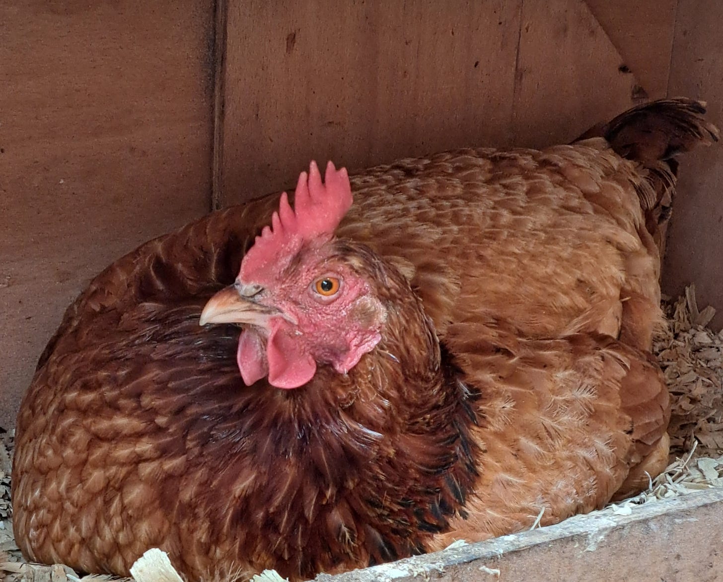 Broody ginger hen staring out from a nesting box where she is sitting on eggs Broody ginger hen staring out from a nesting box where she is sitting on eggs