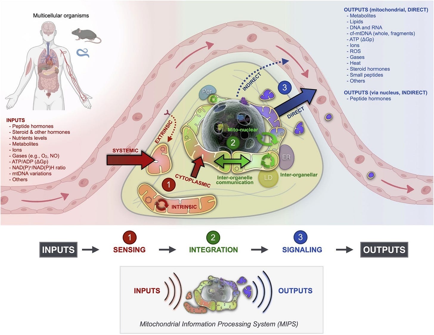 Image of MIPS: Mitochondria Informational Processing System