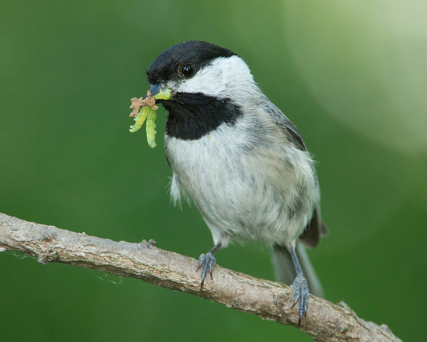 A gray-ish white bird with black splotches on its throat and top of its head holds two small green worms in its beak. A gray-ish white bird with black splotches on its throat and top of its head holds two small green worms in its beak.
