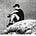 Avatar de Alvaro_Gommor