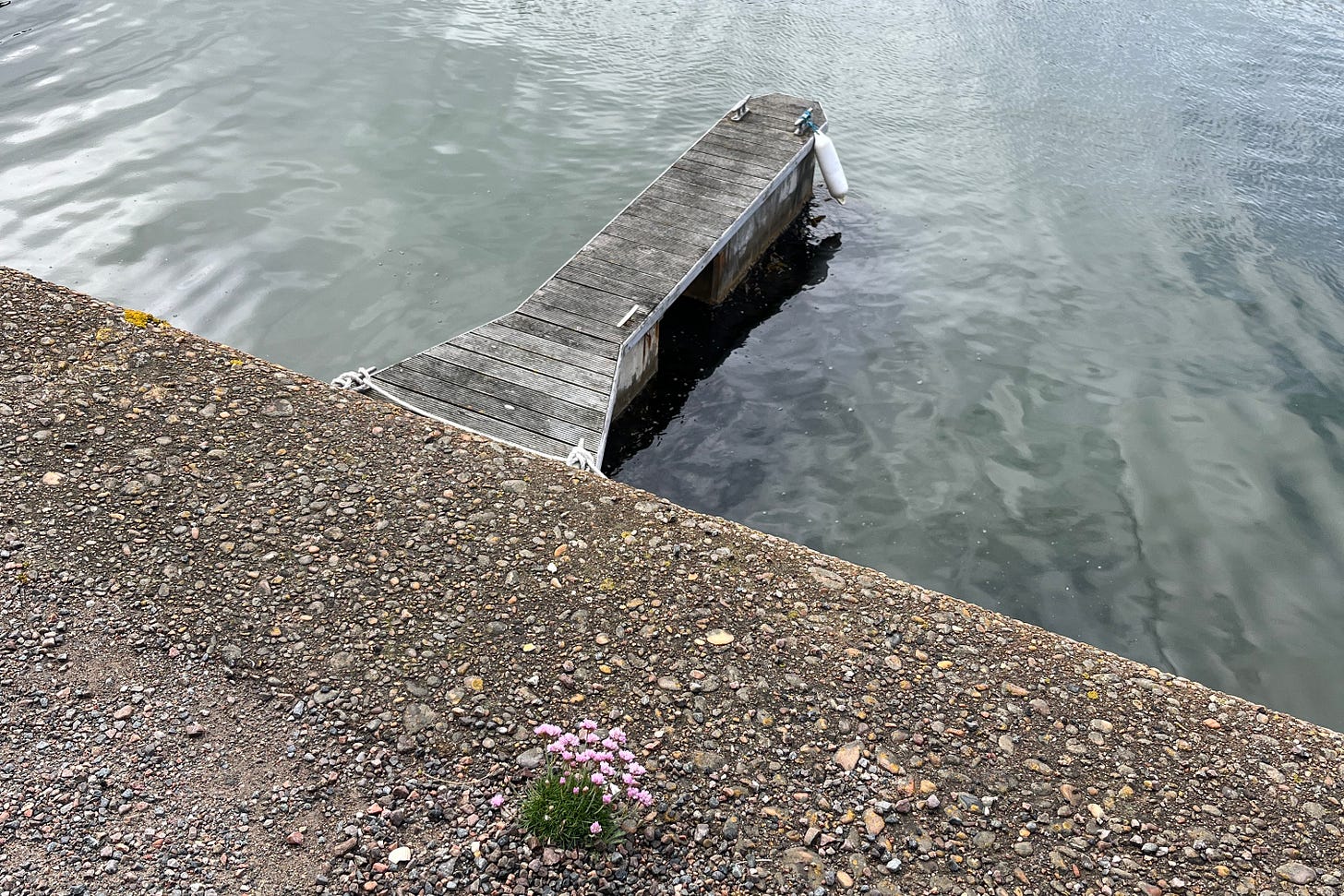 Pink flowered thrift growing on the concrete surface of Portknockie harbour wall