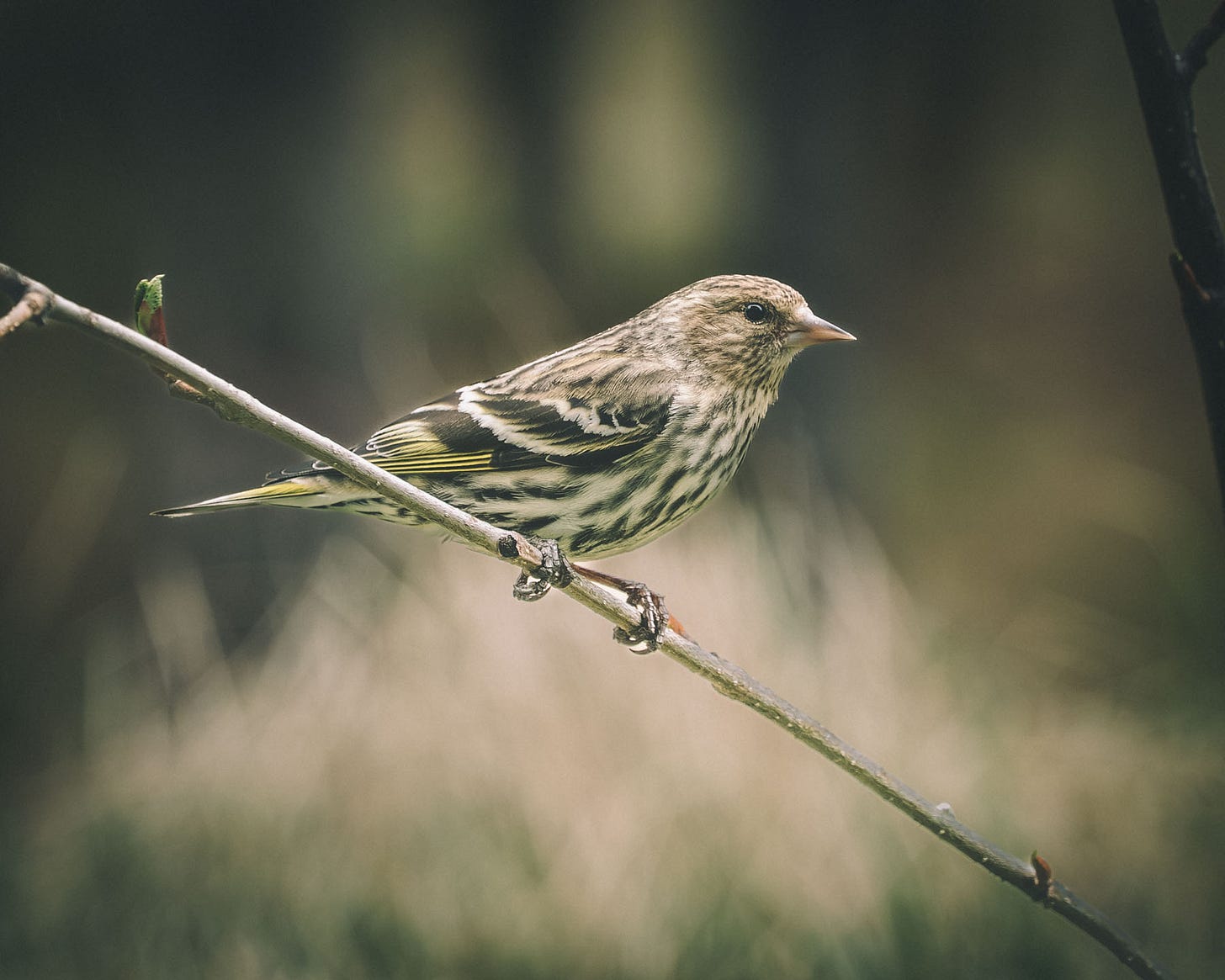 Pine Siskin