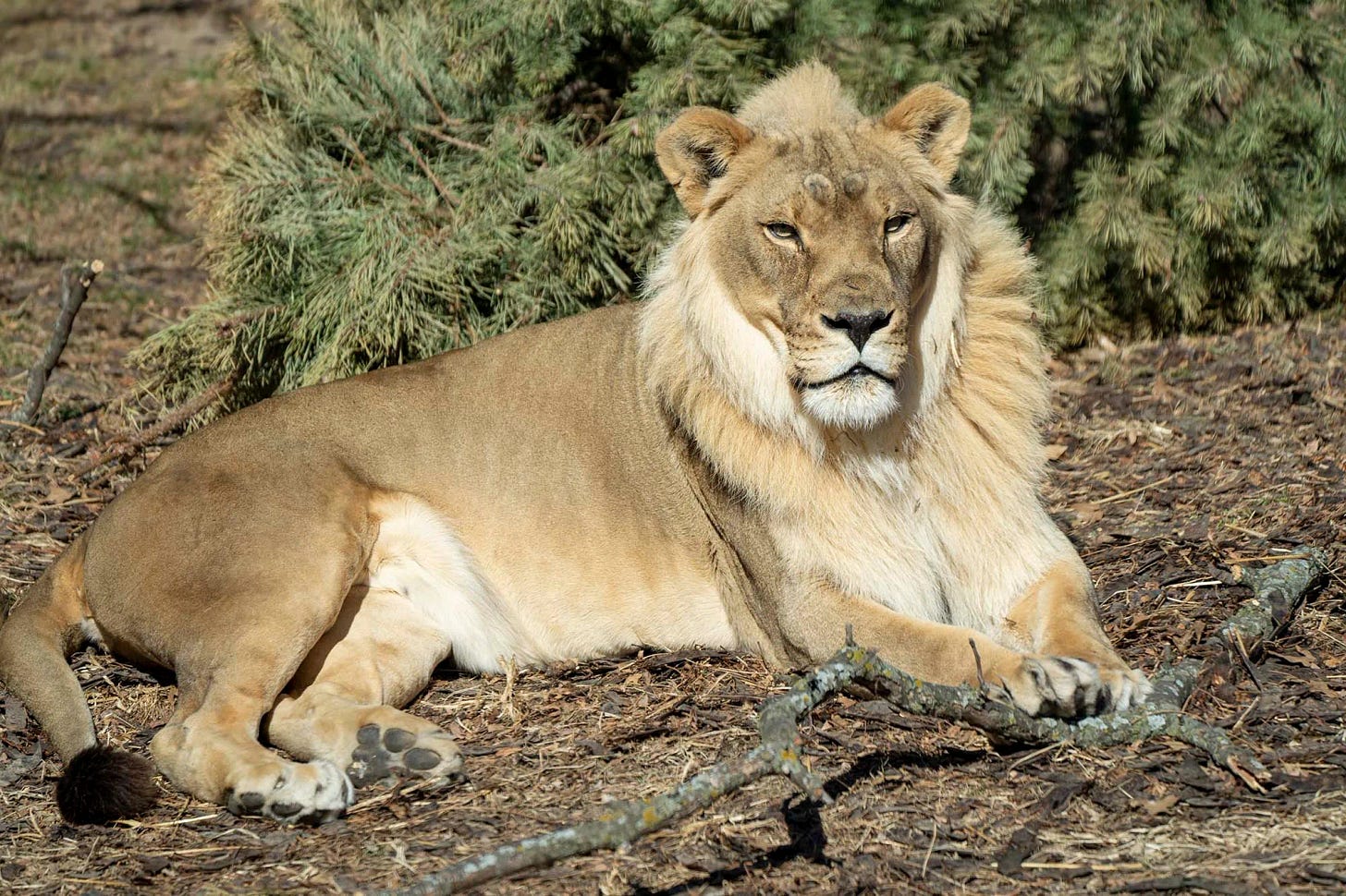 Zuri The Lioness Grows A Mane Just Like A Male Lion | IFLScience
