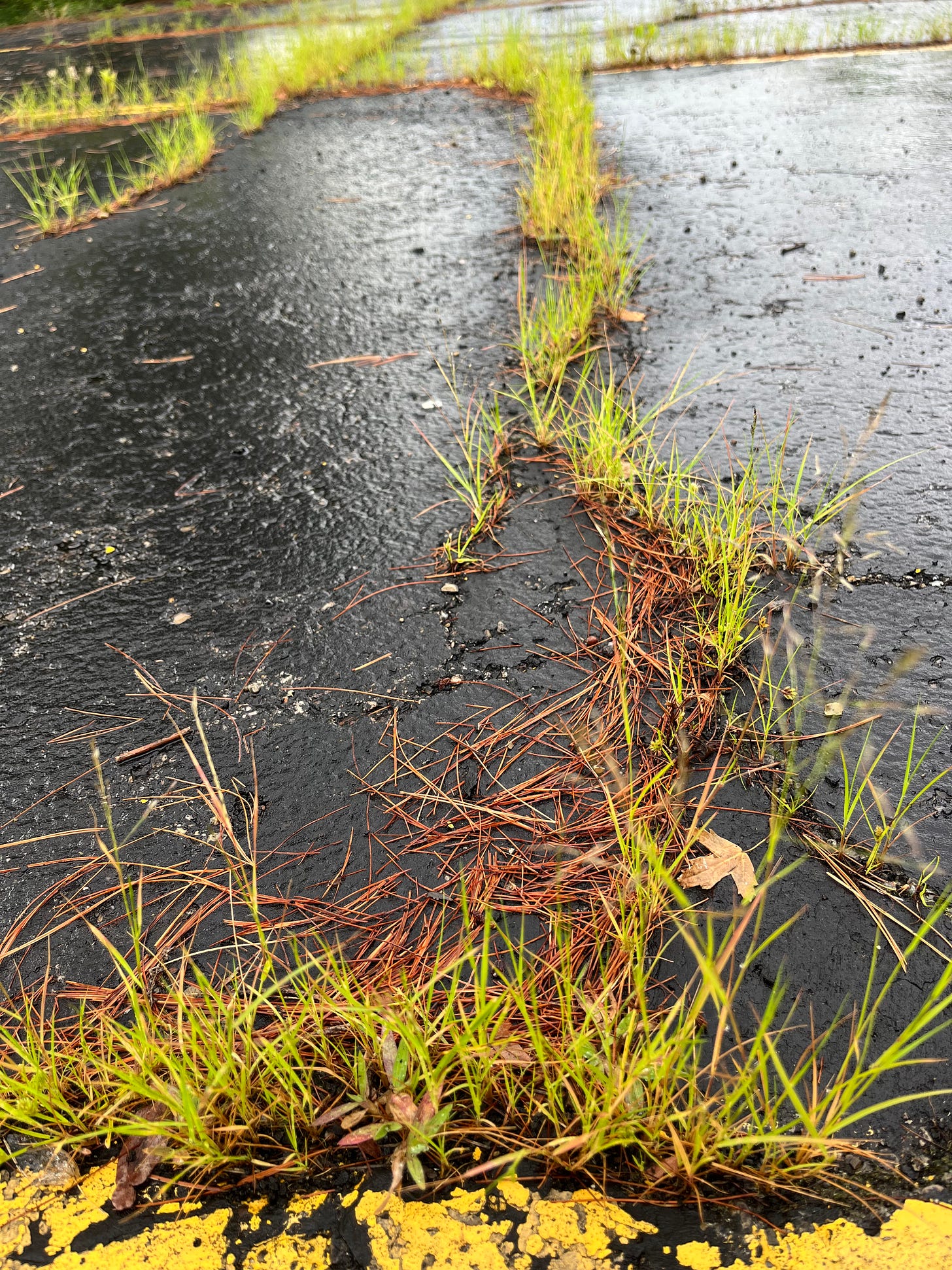 Grass and path rush growing in cracks in the asphalt