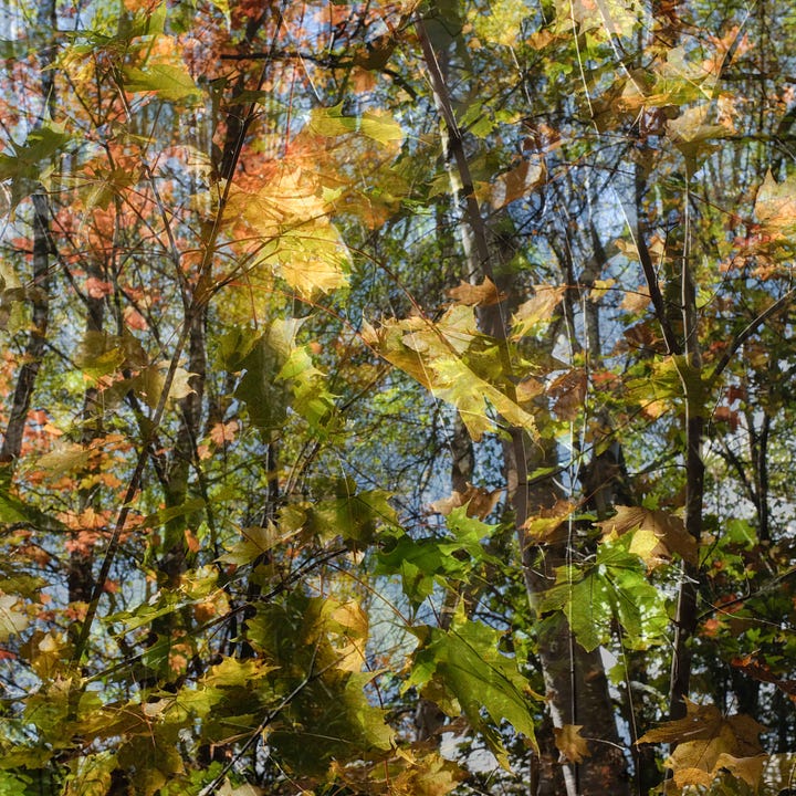 Diptych: Greens and yellow reflections of leaves in water; Right: Yellow and green leaves blowing in the wind with tree trunks.