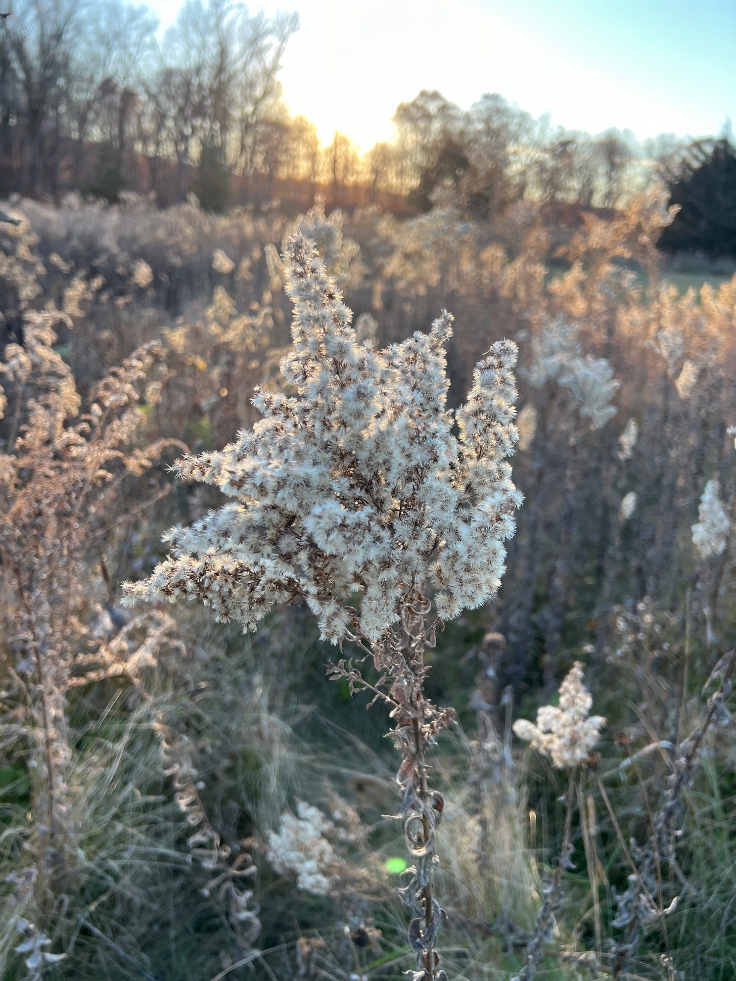 Photograph of a flower by graphic novelist K. Woodman-Maynard. 