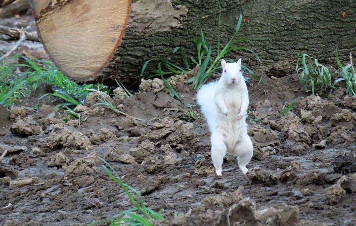 white squirrel on digger; white squirrel in front of cut-down tree