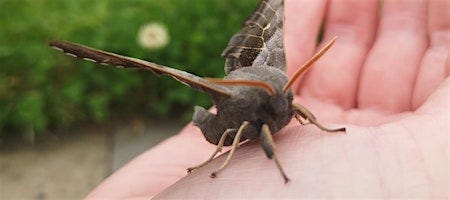 Moth Morning - Dingwall Library image