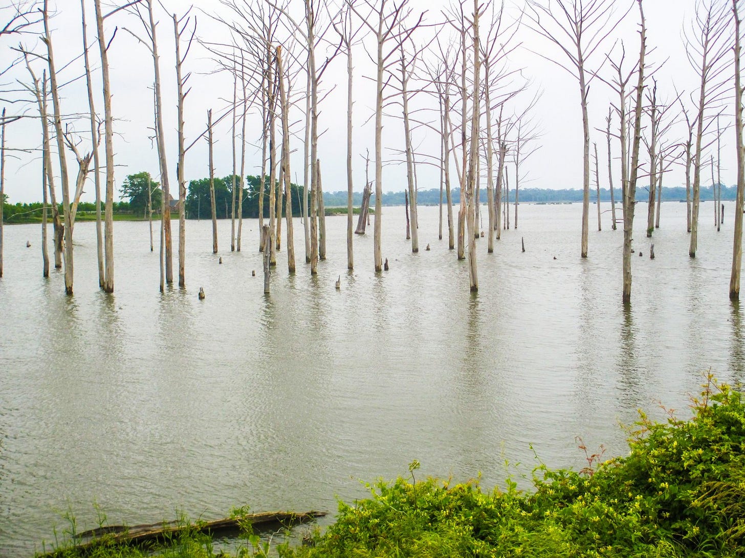 Dead trees protrude from silty water on a muggy day.