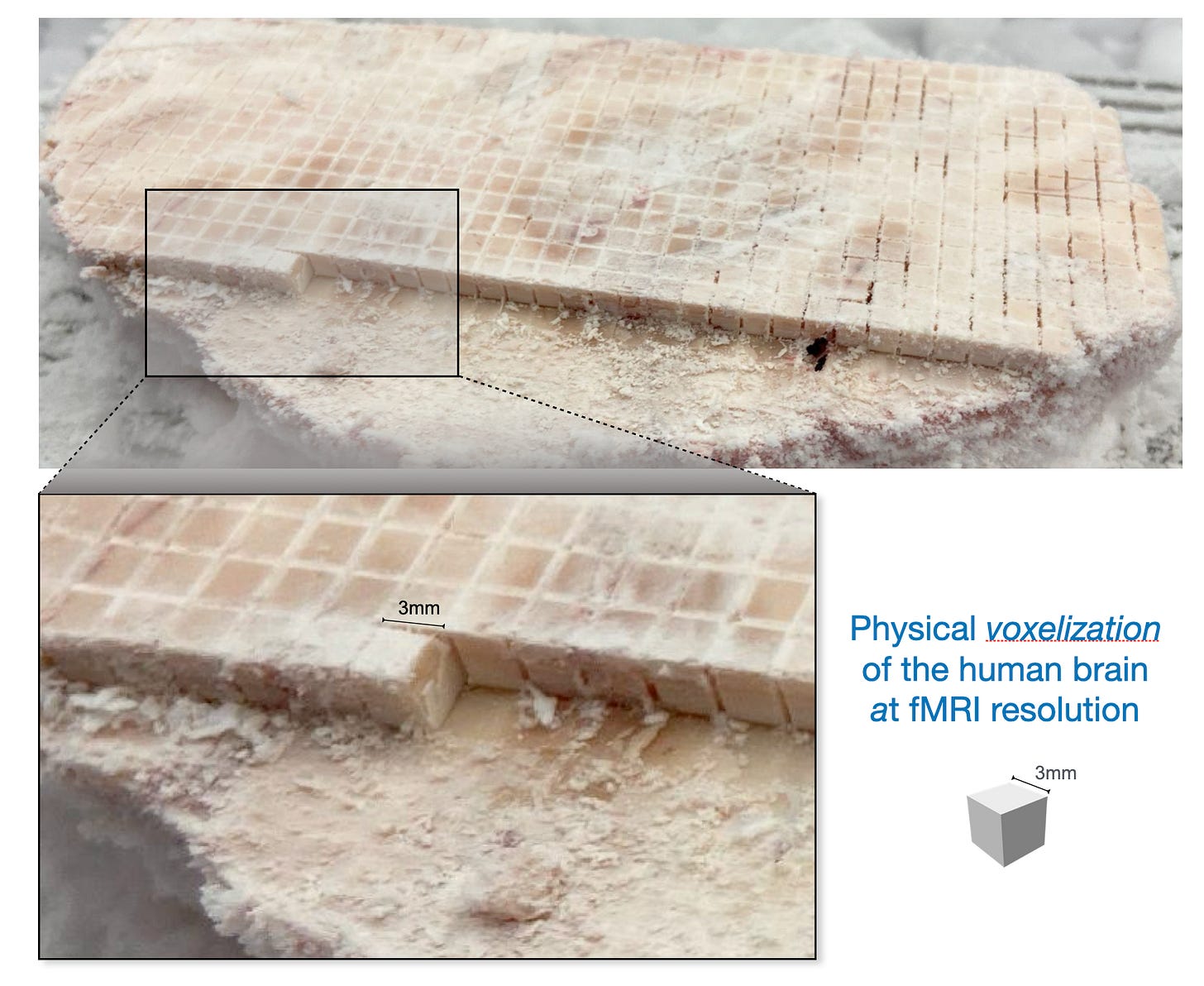 Image of a brain slice partially cut into small cubes. This is the physical voxelization of the human brain at fMRI resolution. Image of a brain slice partially cut into small cubes. This is the physical voxelization of the human brain at fMRI resolution.