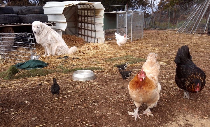 Two large white dogs in a yard with hens and chicks.