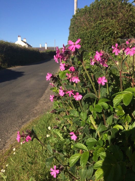 A picture containing outdoor, sky, flower, pink

Description automatically generated