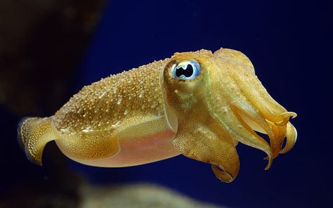 The power of cuddlefish ink