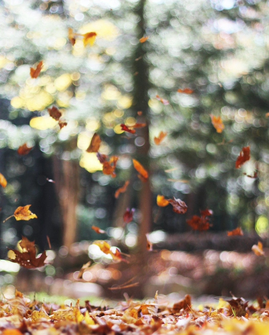 selective focus photography of orange and brown falling maple leaves selective focus photography of orange and brown falling maple leaves