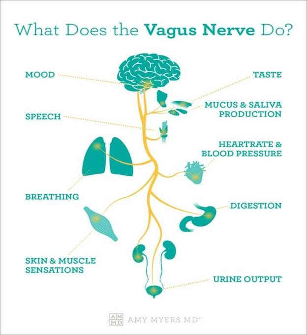 Vagal tone the gut brain axis the vagus nerve – Artofit Vagal tone the gut brain axis the vagus nerve – Artofit