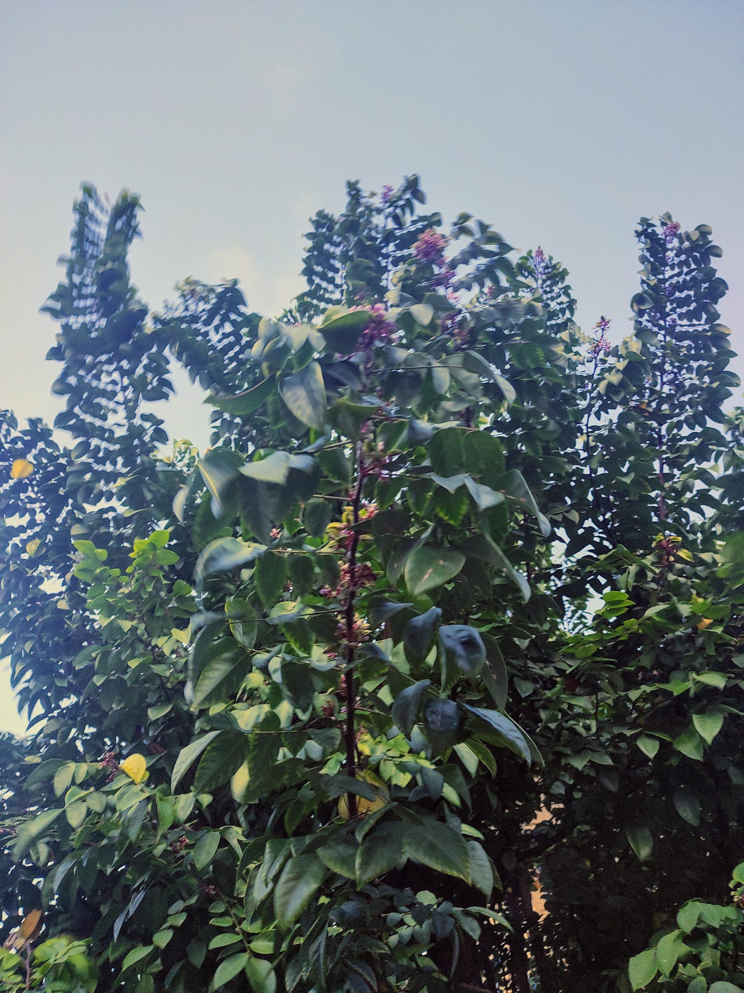 mais galhos de uma caramboleira. o galho mais à frente possui algumas flores