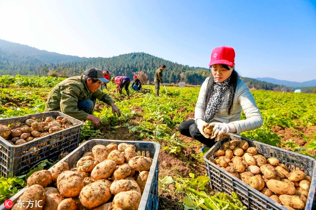 Potato planting turns desert into land of fortune - Chinadaily.com.cn
