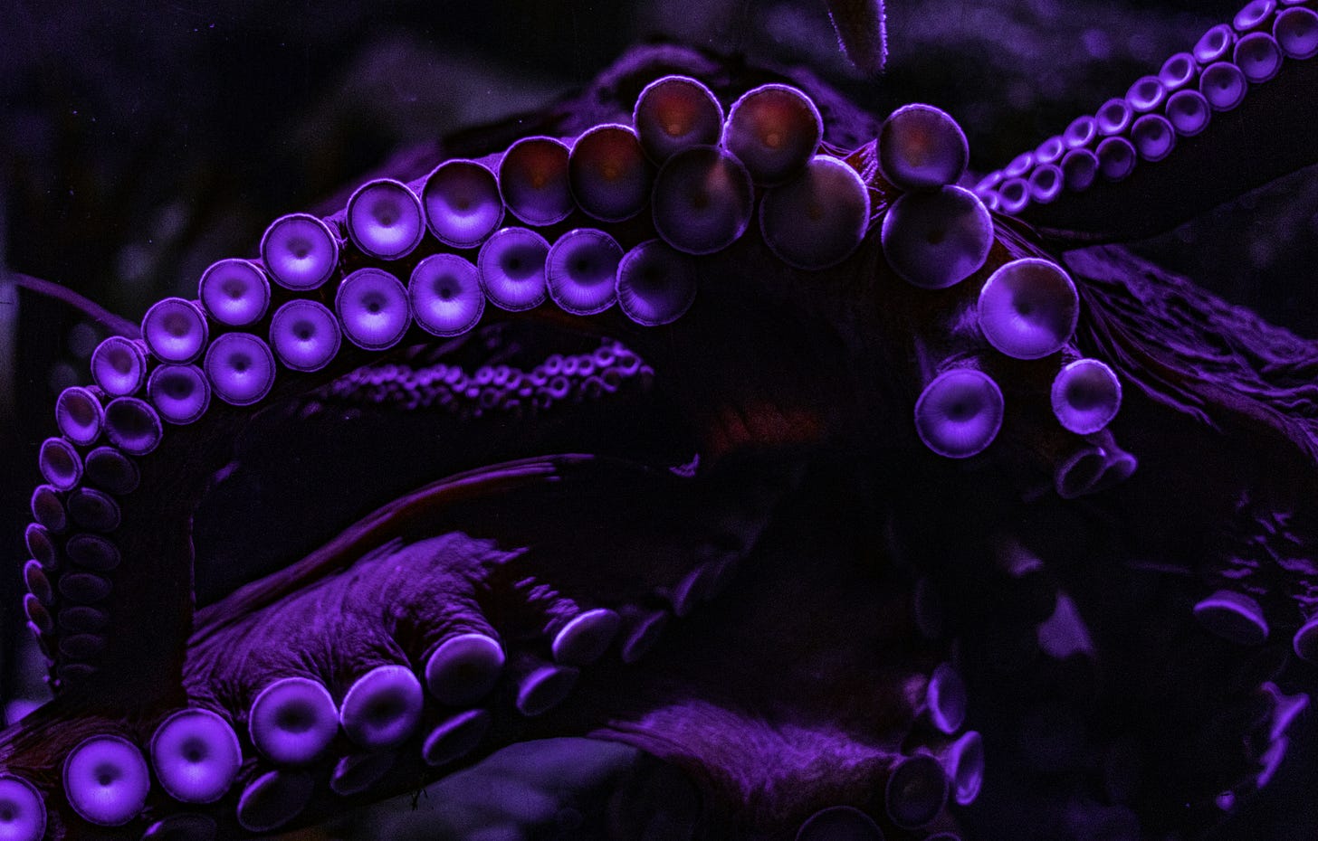 Purple octopus 
