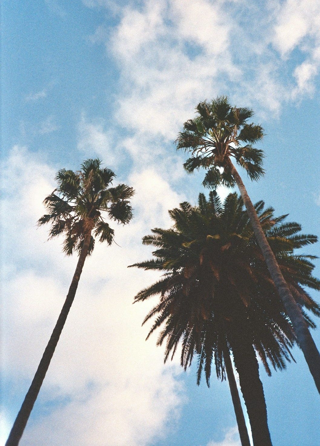 a group of palm trees against a blue sky