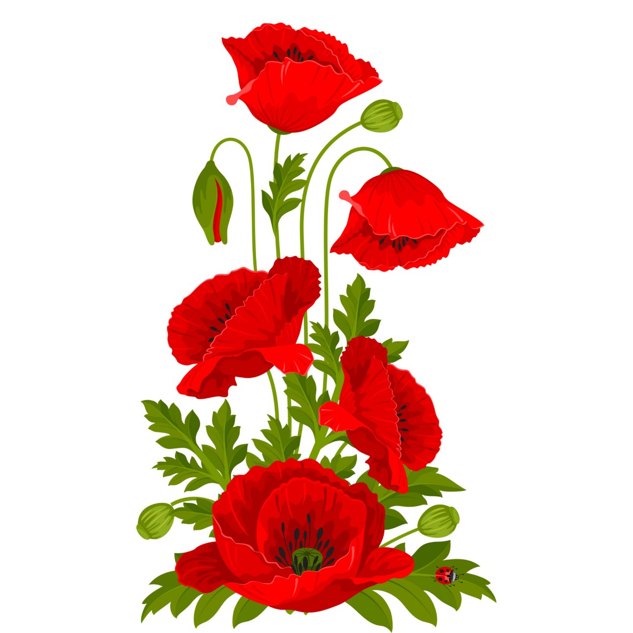illustration of poppy flowers