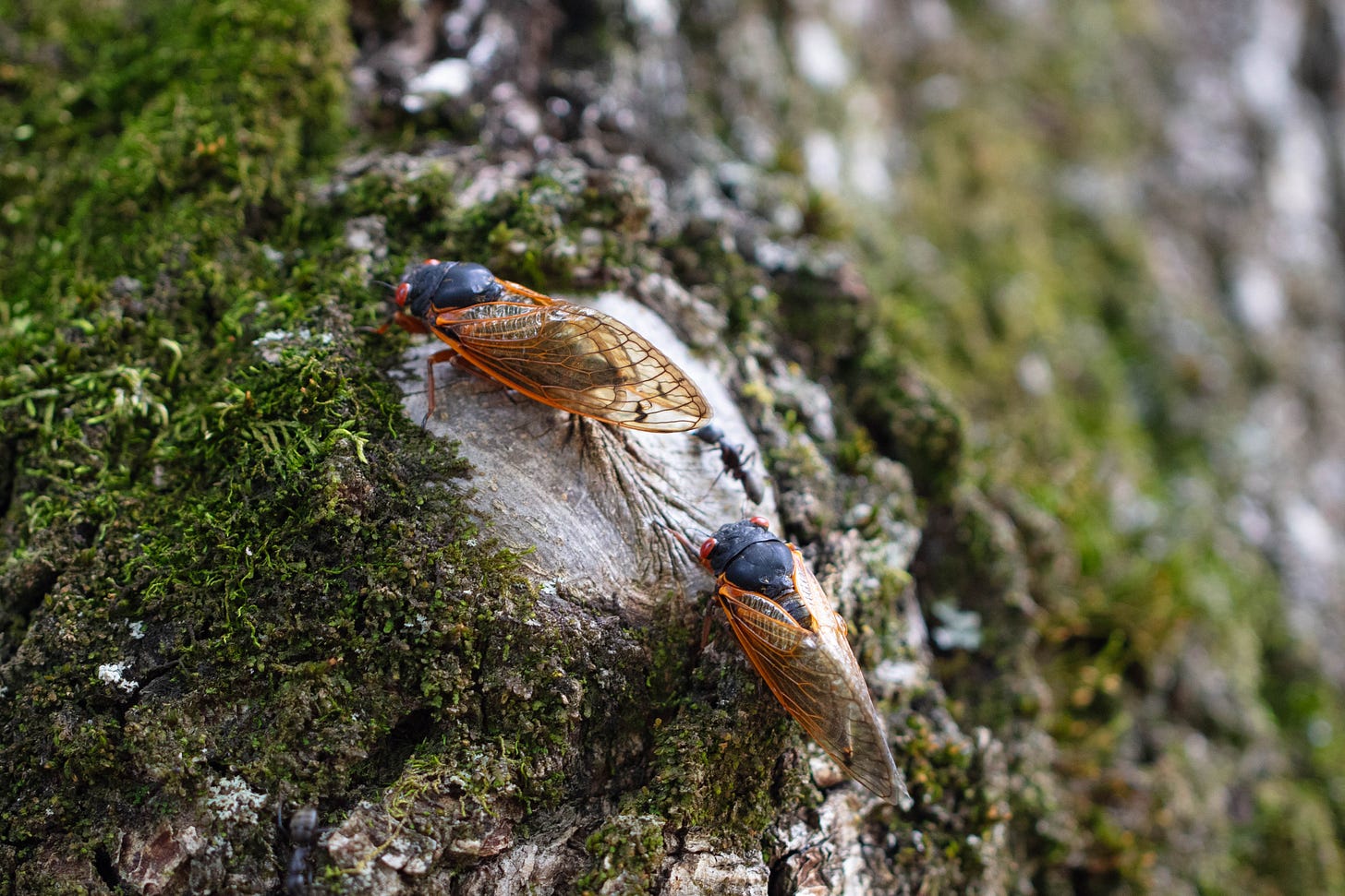 A pair of black and orange cicadas walking on a mossy tree trunk