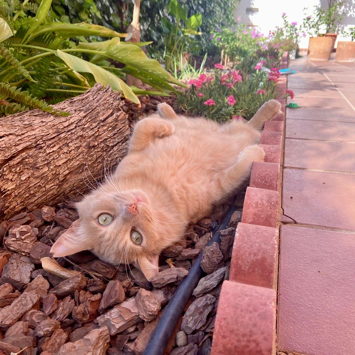 Foto de Simba bocabajo Foto de Simba bocabajo