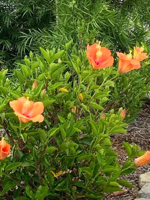 May be an image of flower, nature and tree