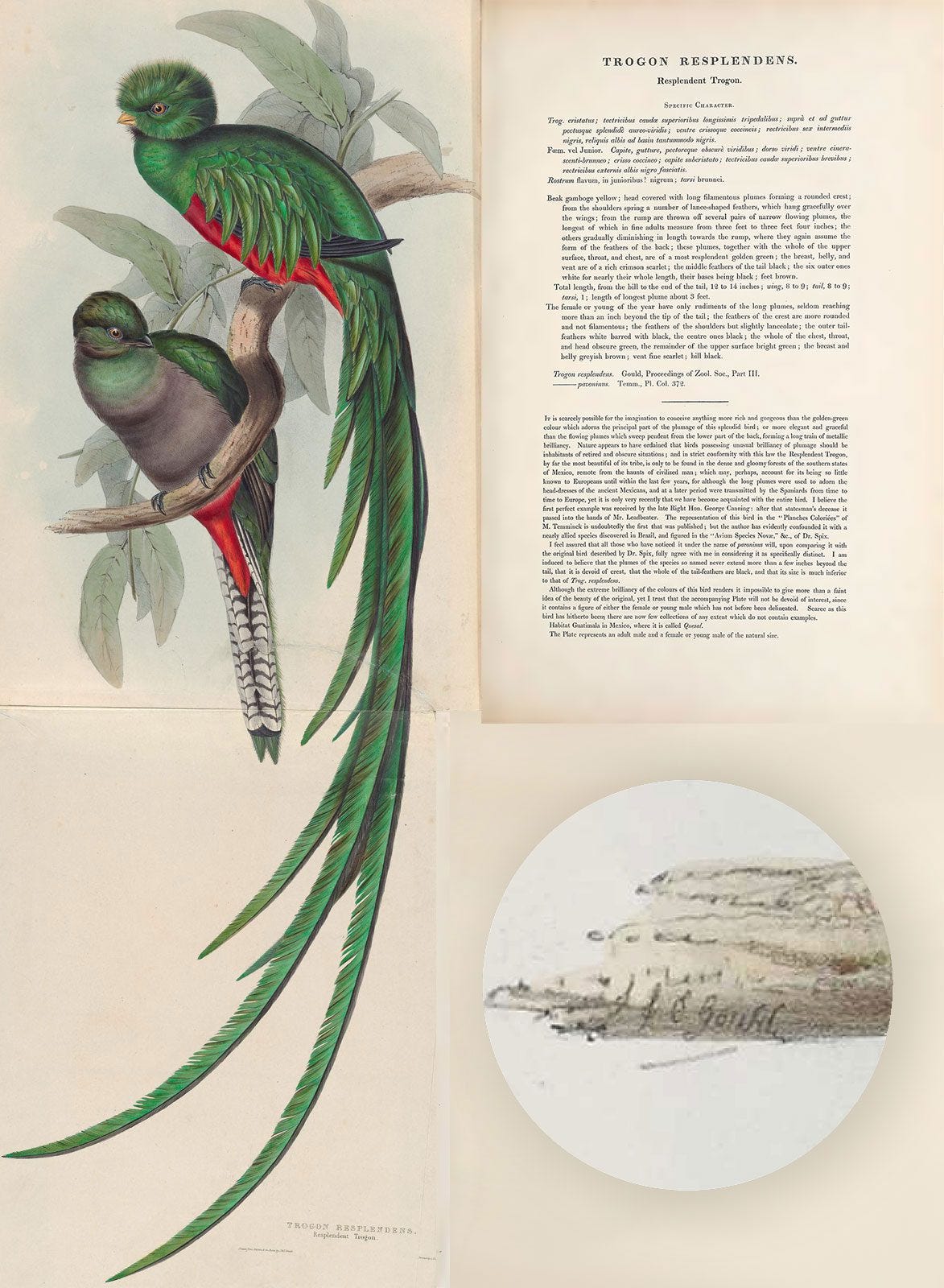 Colored lithographic image of male and female resplentend quetzals on left, text of book with description on the right