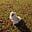 baloo the dog's avatar