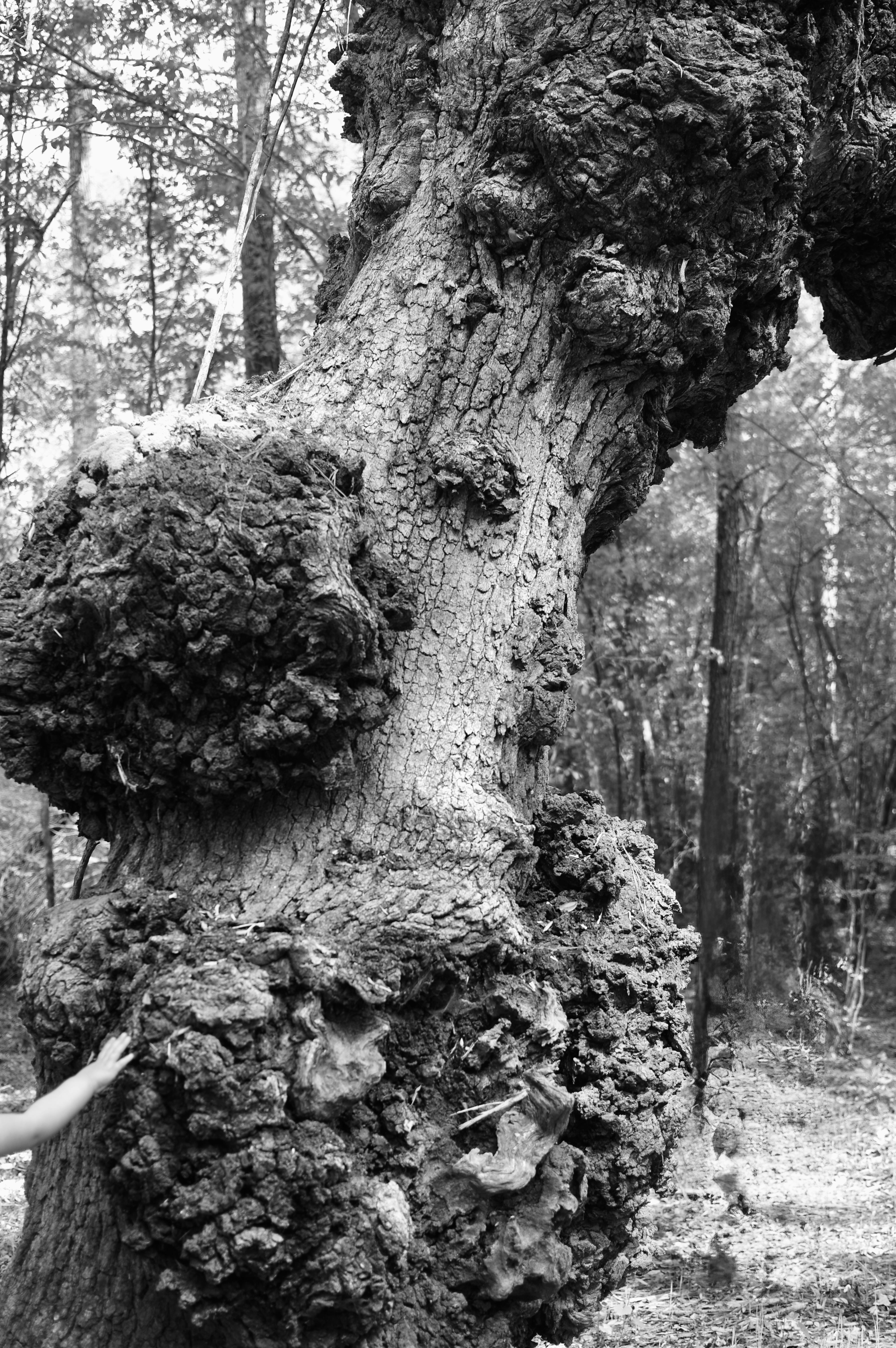 A Girl, a Baby, and an Old, Old Tree