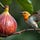 Birds Like Me