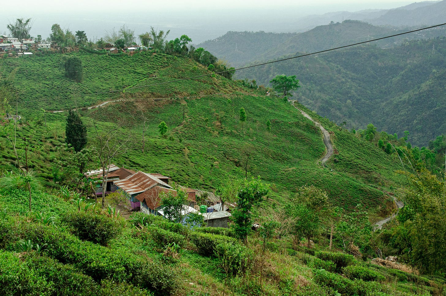 ID: Darjeeling hills