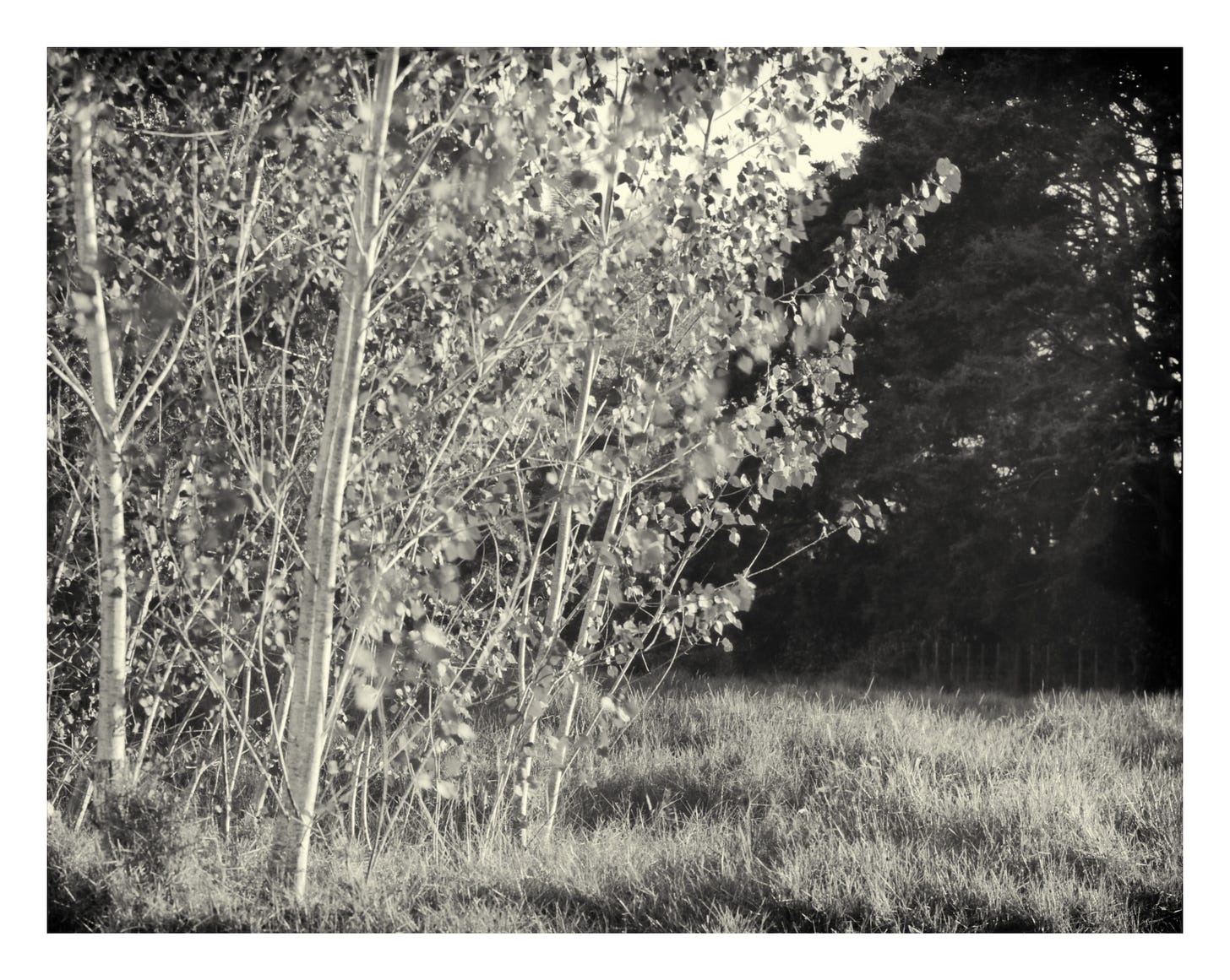 Poplars saplings in the breeze. Silver gelatin paper negative. Taken on 4 x 5 Sinar Poplars saplings in the breeze. Silver gelatin paper negative. Taken on 4 x 5 Sinar