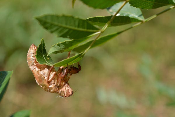 O exoesqueleto de uma cigarra segurando numa folha