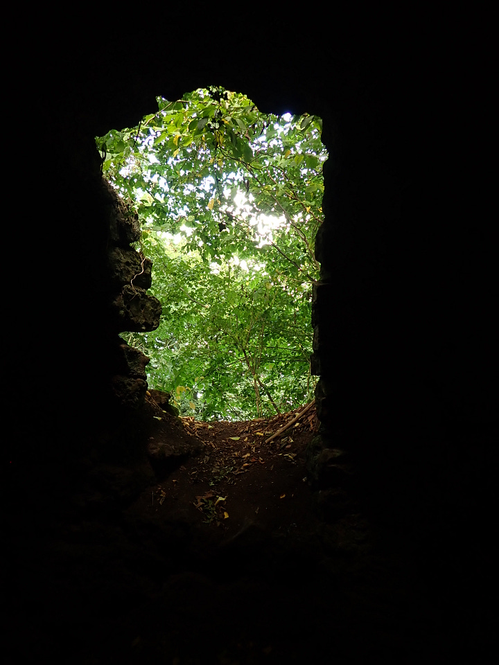 Trees, forest, nature