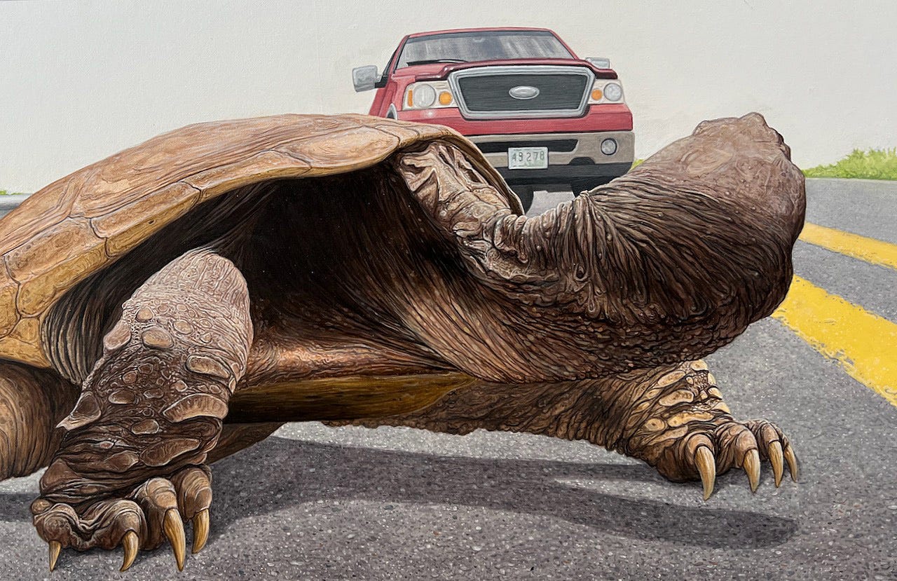 A turtle with a pickup truck in the background

Description automatically generated