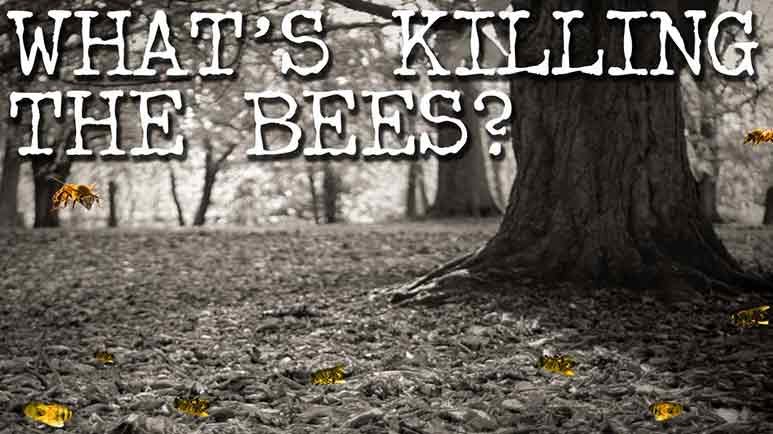 save the bees