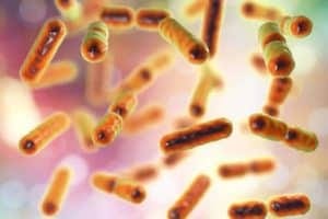 Bacteria Bacteroides fragilis, the major component of normal microbiome of human intestine