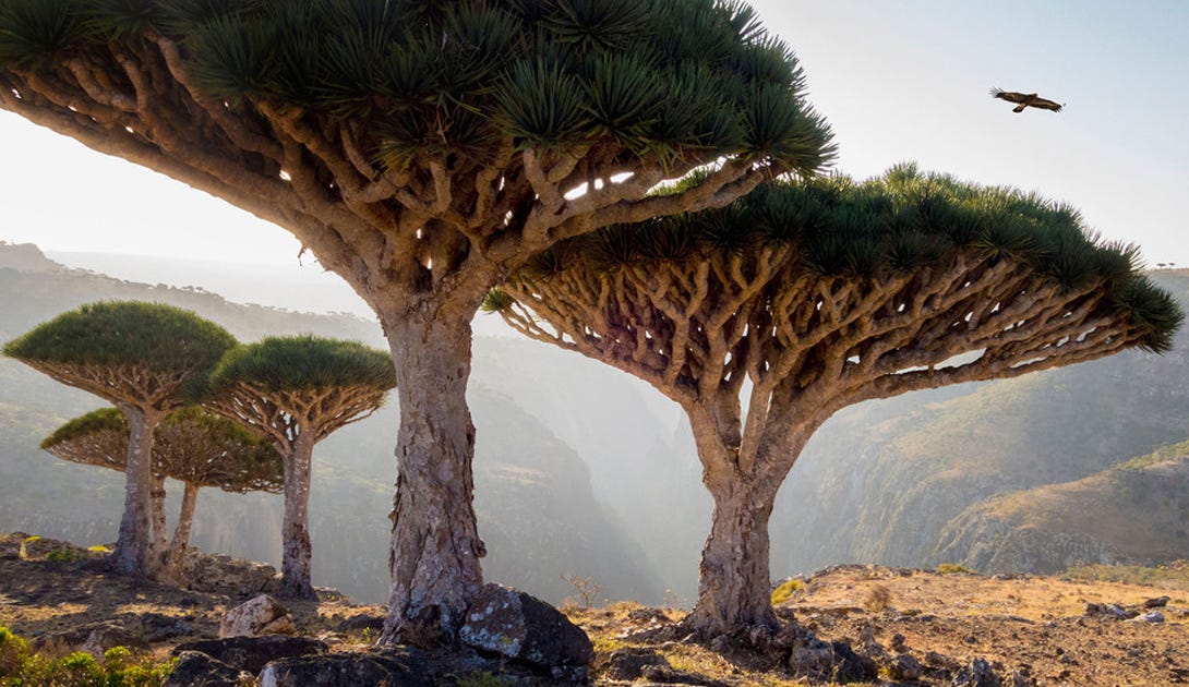 group of dragon's blood trees