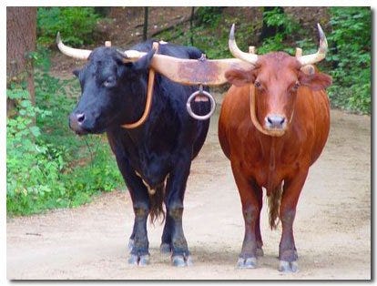 Oxen Power For Family Farms | The Contrary Farmer