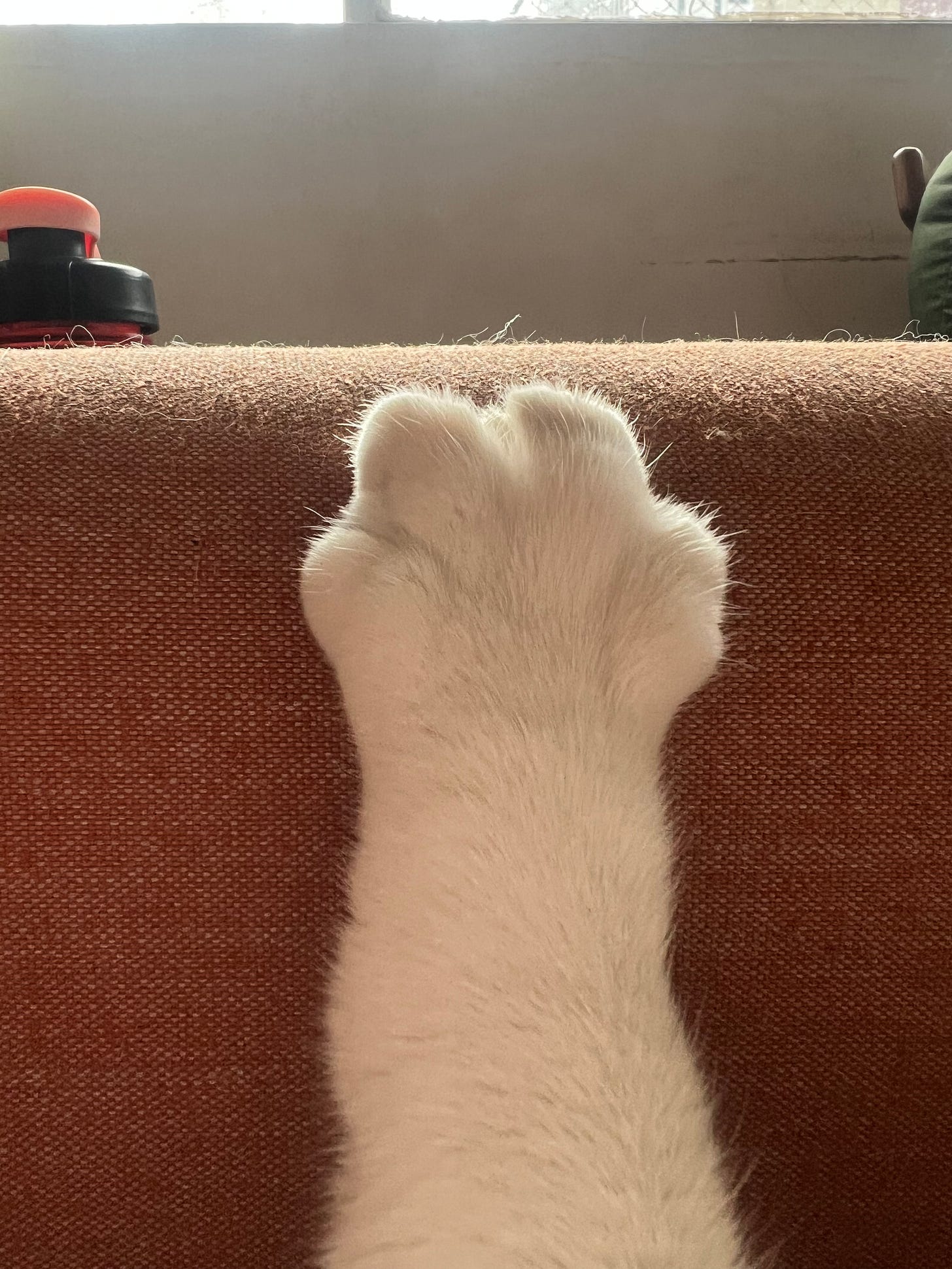 Foto mostra uma pata de gato toda branca, com os gominhos afastados, apoiada contra o braço do sofá.