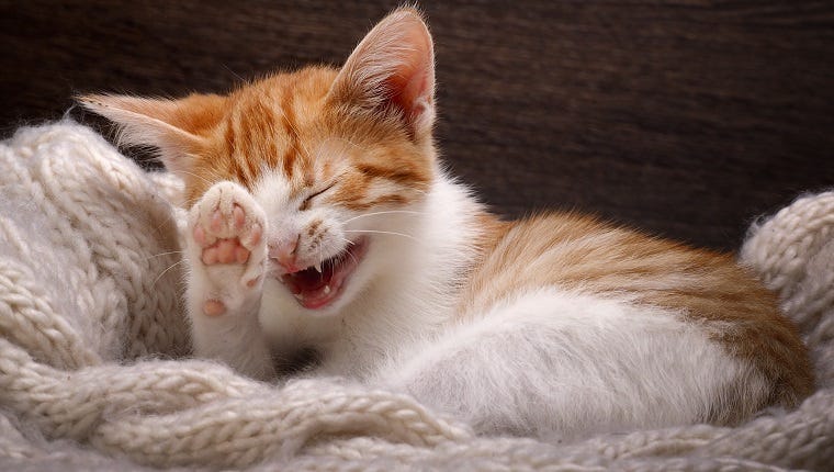 Fur Laughs: Cat Learns How To Laugh Just Like His Human [VIDEO] - CatTime