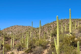 Desert Roots: A Farewell to Tucson and Arizona